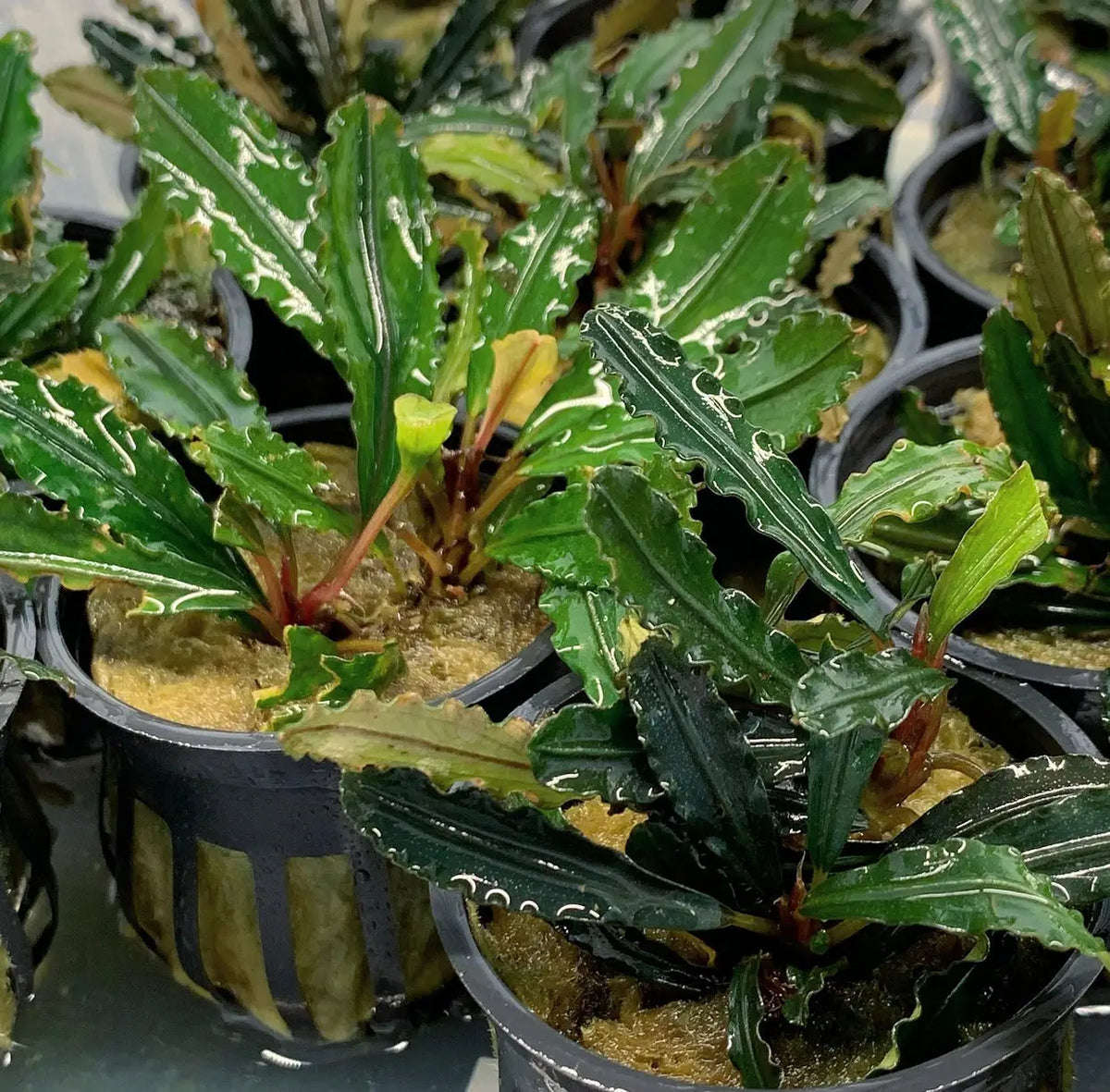 Bucephalandra Godzilla Bold Leaf Feature Plant | Aquatic Motiv