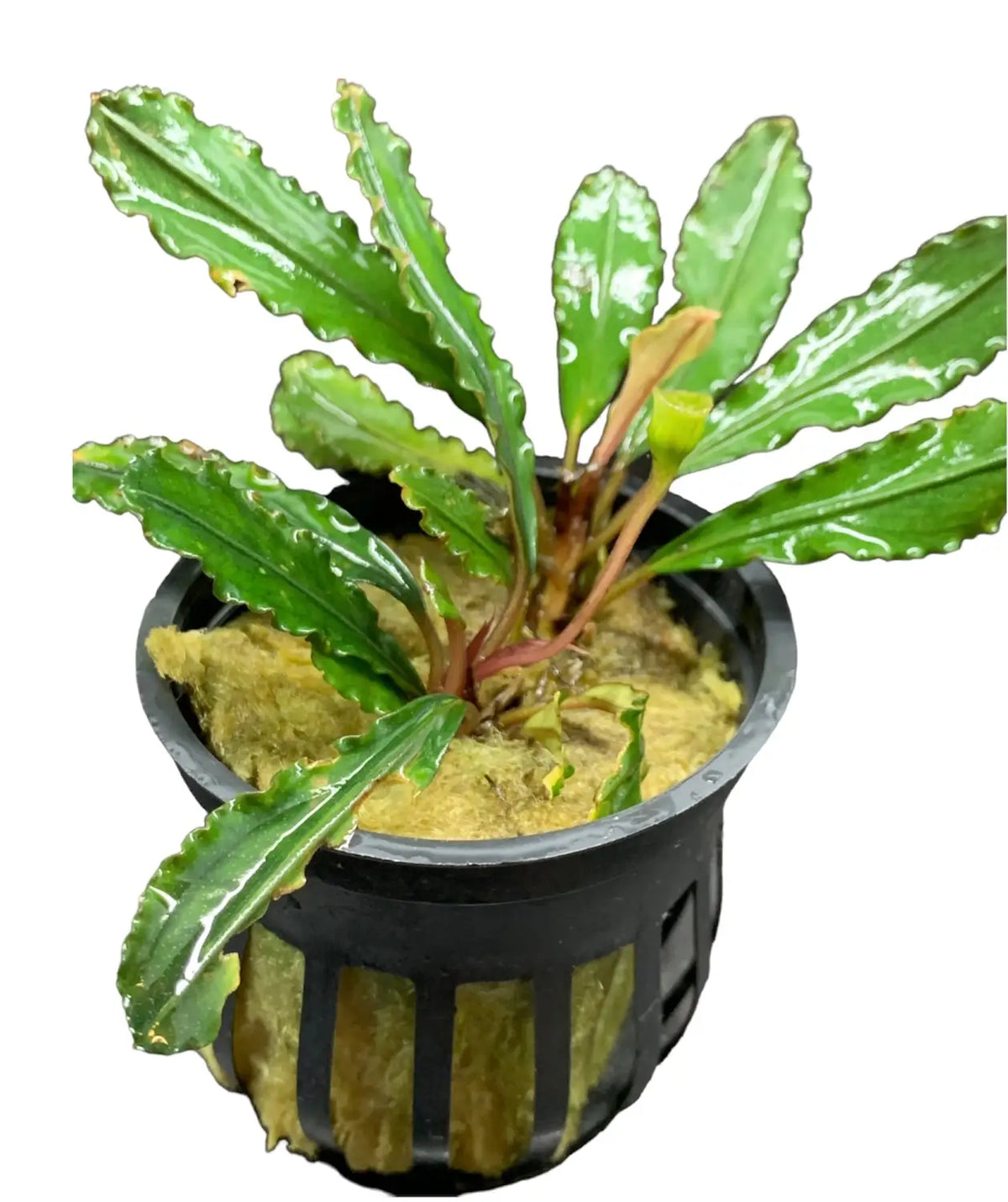 Bucephalandra Godzilla Bold Leaf Feature Plant | Aquatic Motiv