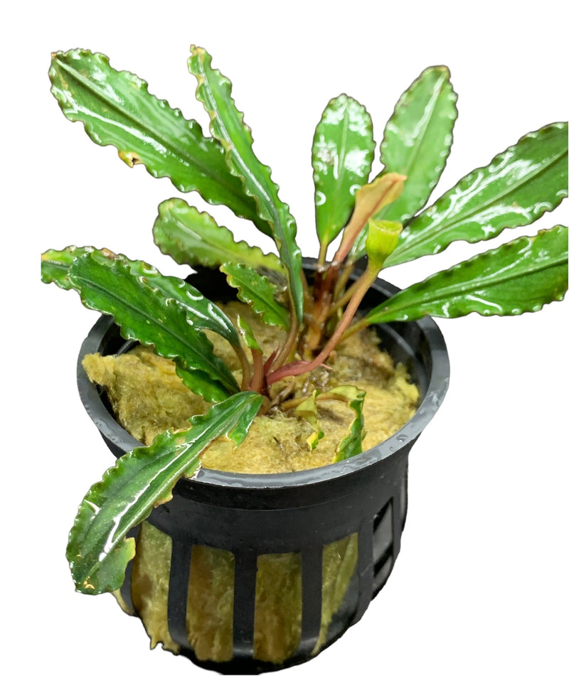 Bucephalandra Godzilla Pot - AquaticMotiv