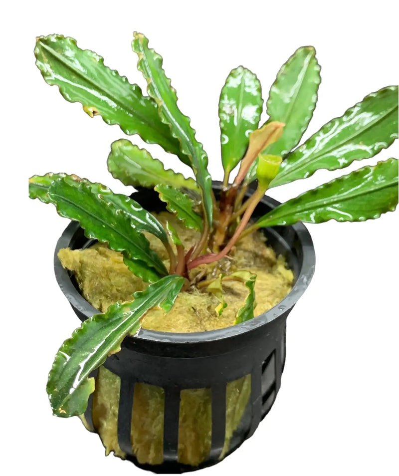 Bucephalandra Godzilla Bold Leaf Feature Plant