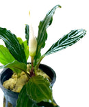 Bucephalandra Green Skeleton plant with glossy veined leaves and tall white spadix