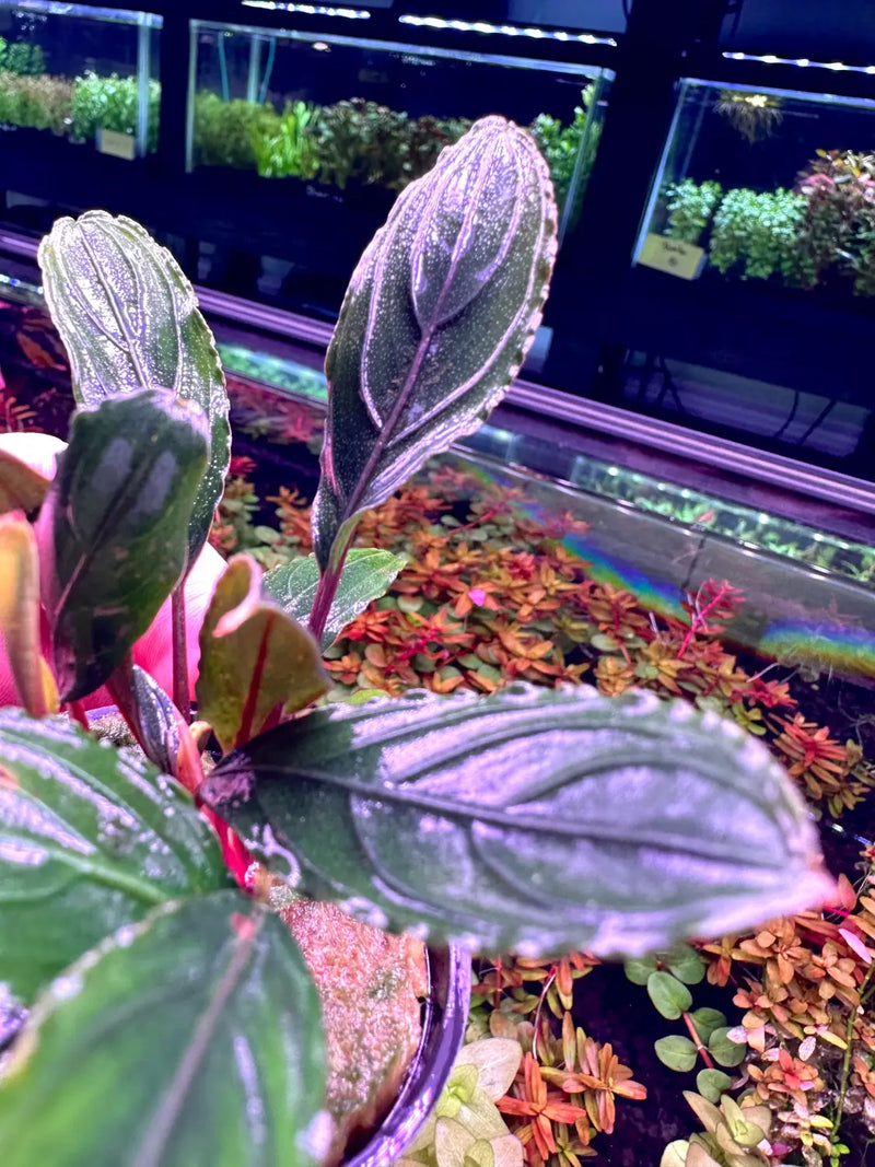 Bucephalandra Green Skeleton Low Light Rhizome Plant | Aquatic Motiv