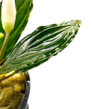 Bucephalandra Green Skeleton - [AquaticMotiv]