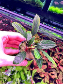 Bucephalandra Green Skeleton - [AquaticMotiv]