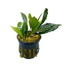 Bucephalandra Green Skeleton with wavy leaves and white flower