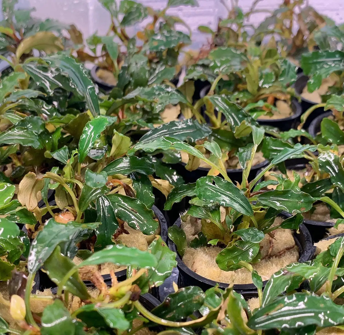 Bucephalandra Green Wavy Easy Low Light Rhizome Plant | Aquatic Motiv