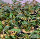 Bucephalandra Sp. "Green Wavy" Pot - AquaticMotiv