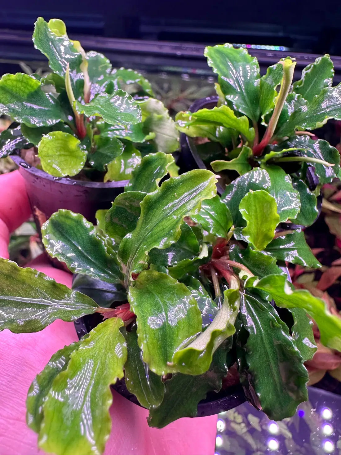 Bucephalandra Green Wavy Easy Low Light Rhizome Plant | Aquatic Motiv Bucephalandra Green Wavy Easy Low Light Rhizome Plant | Aquatic Motiv