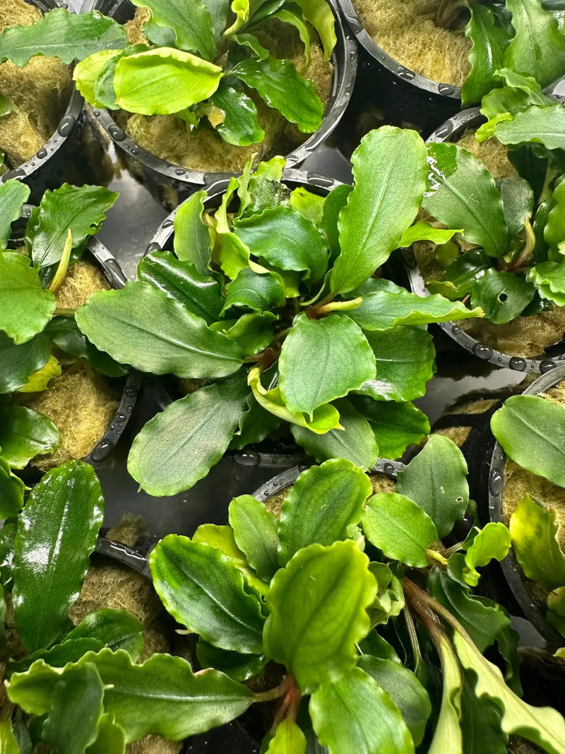Bucephalandra Green Wavy Easy Low Light Rhizome Plant | Aquatic Motiv Bucephalandra Green Wavy Easy Low Light Rhizome Plant | Aquatic Motiv