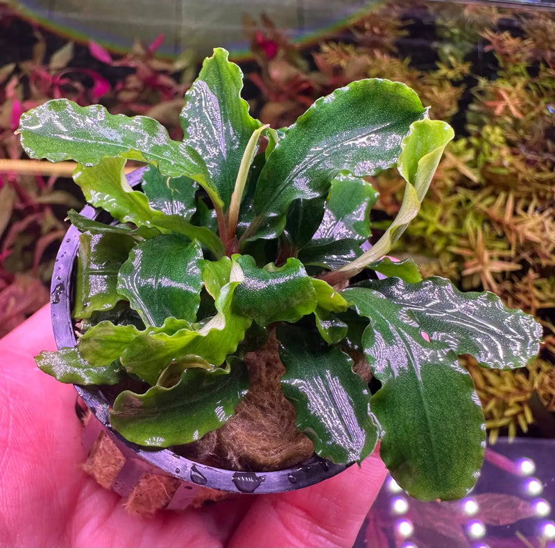 Bucephalandra Green Wavy Easy Low Light Rhizome Plant | Aquatic Motiv Bucephalandra Green Wavy Easy Low Light Rhizome Plant | Aquatic Motiv