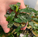 Bucephalandra Green Wavy in speckled black pot