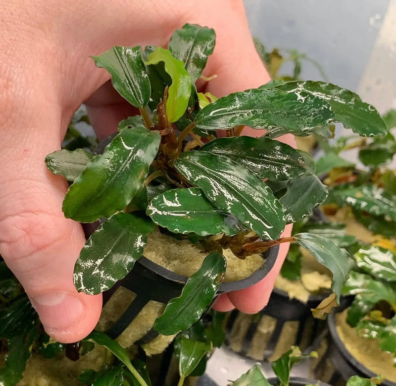 Bucephalandra Green Wavy Easy Low Light Rhizome Plant | Aquatic Motiv