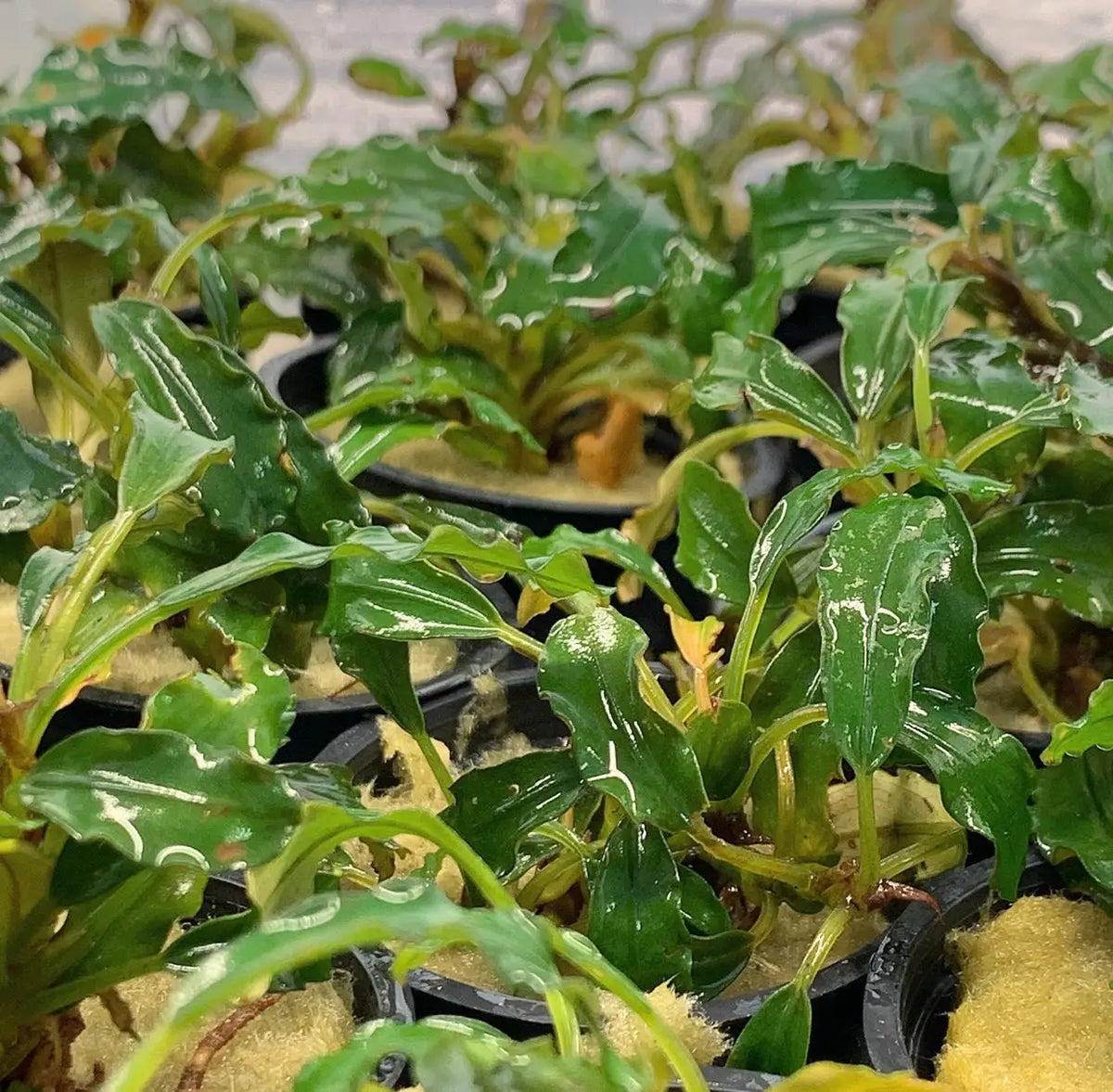 Bucephalandra Green Wavy Easy Low Light Rhizome Plant | Aquatic Motiv Bucephalandra Green Wavy Easy Low Light Rhizome Plant | Aquatic Motiv