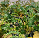 Bucephalandra Green Wavy plant in black pots with yellow pebbles