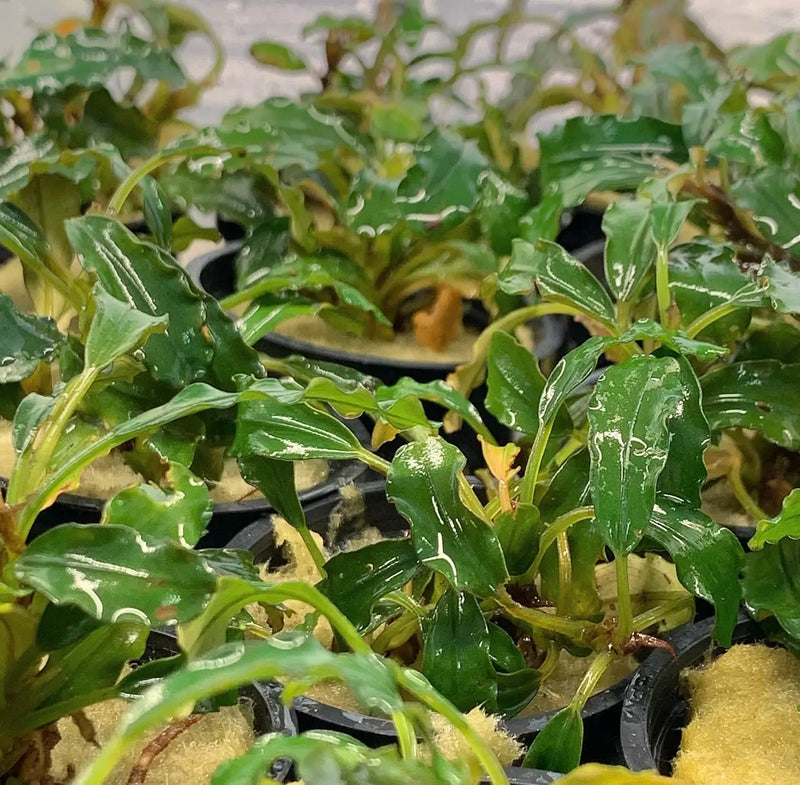 Bucephalandra Green Wavy Easy Low Light Rhizome Plant | Aquatic Motiv