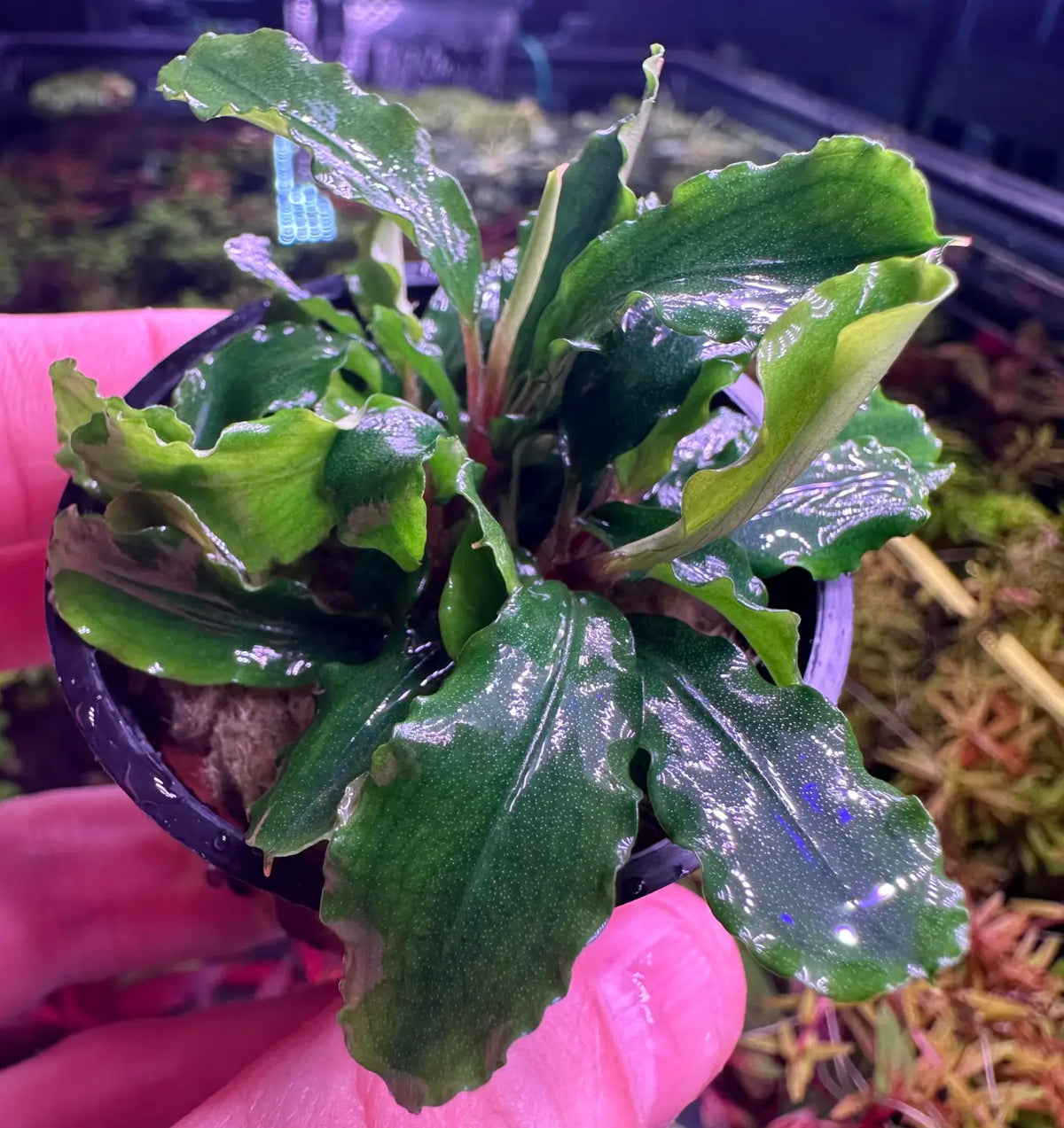 Bucephalandra Green Wavy Easy Low Light Rhizome Plant | Aquatic Motiv Bucephalandra Green Wavy Easy Low Light Rhizome Plant | Aquatic Motiv