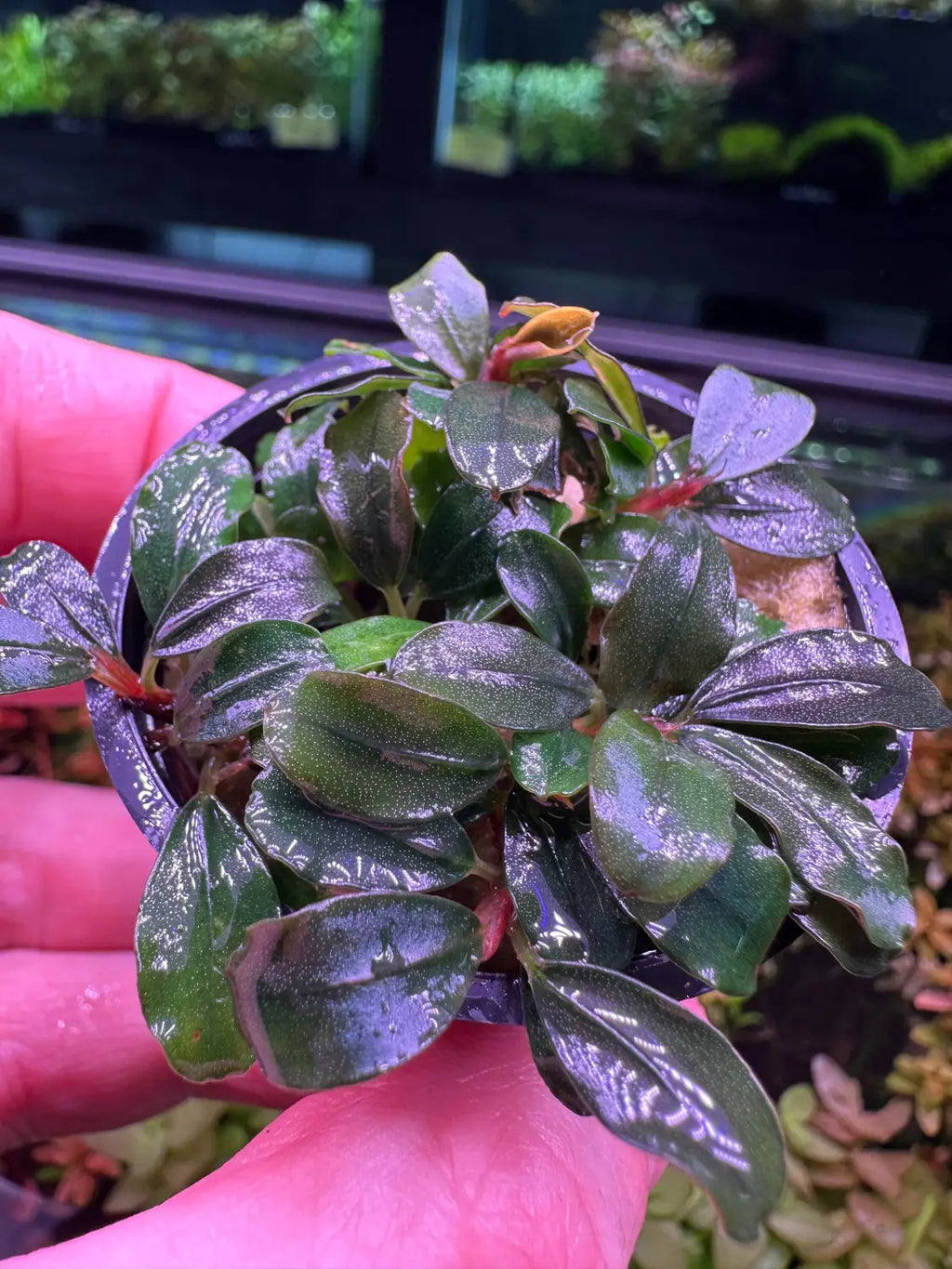 bucephalandra-helena-plants- bucephalandra-helena-plants-