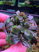 Bucephalandra Helena: glossy dark green plant with purple undertones in black pot