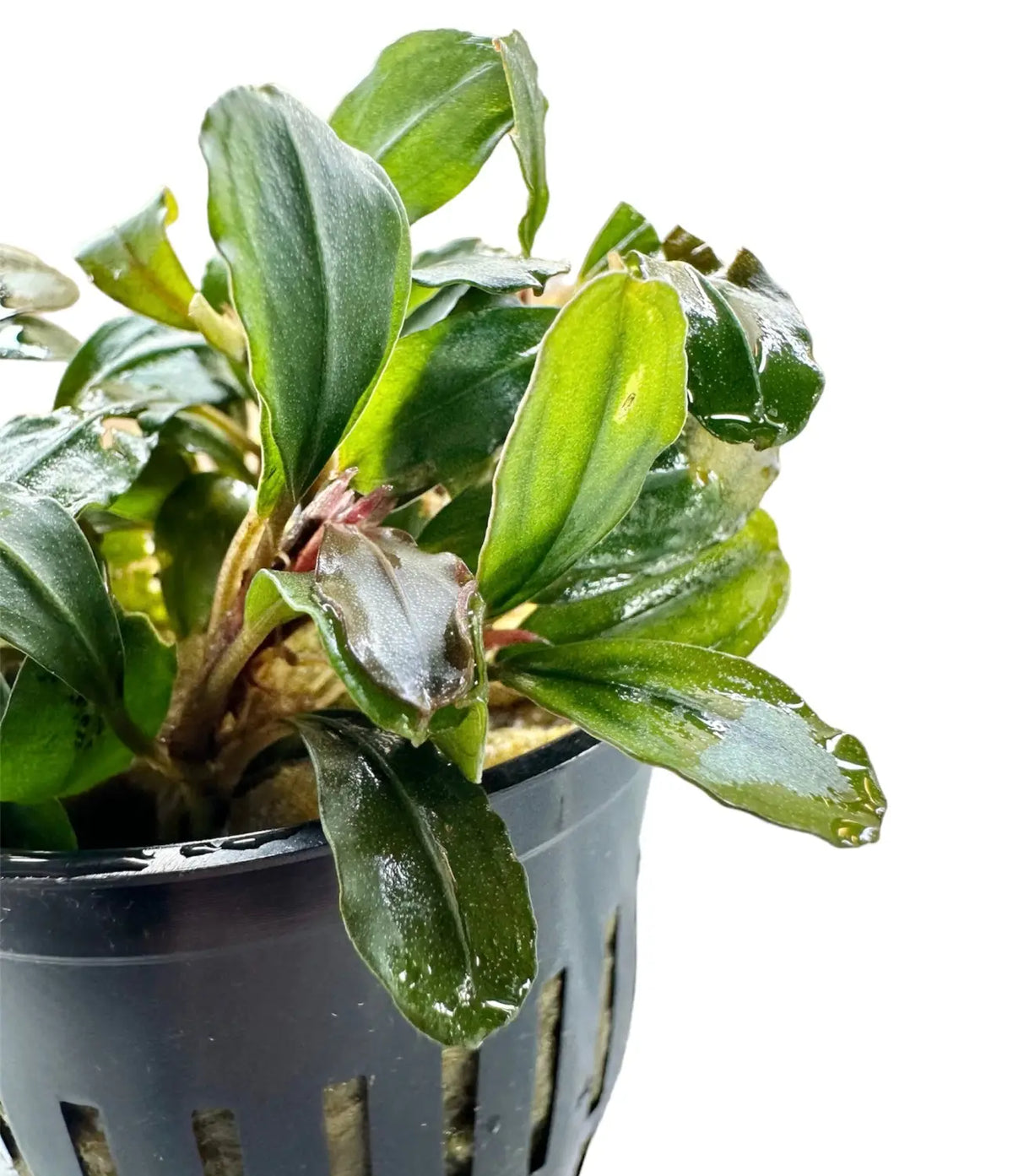 Bucephalandra Helena Compact Epiphyte for Planted Tanks | Aquatic