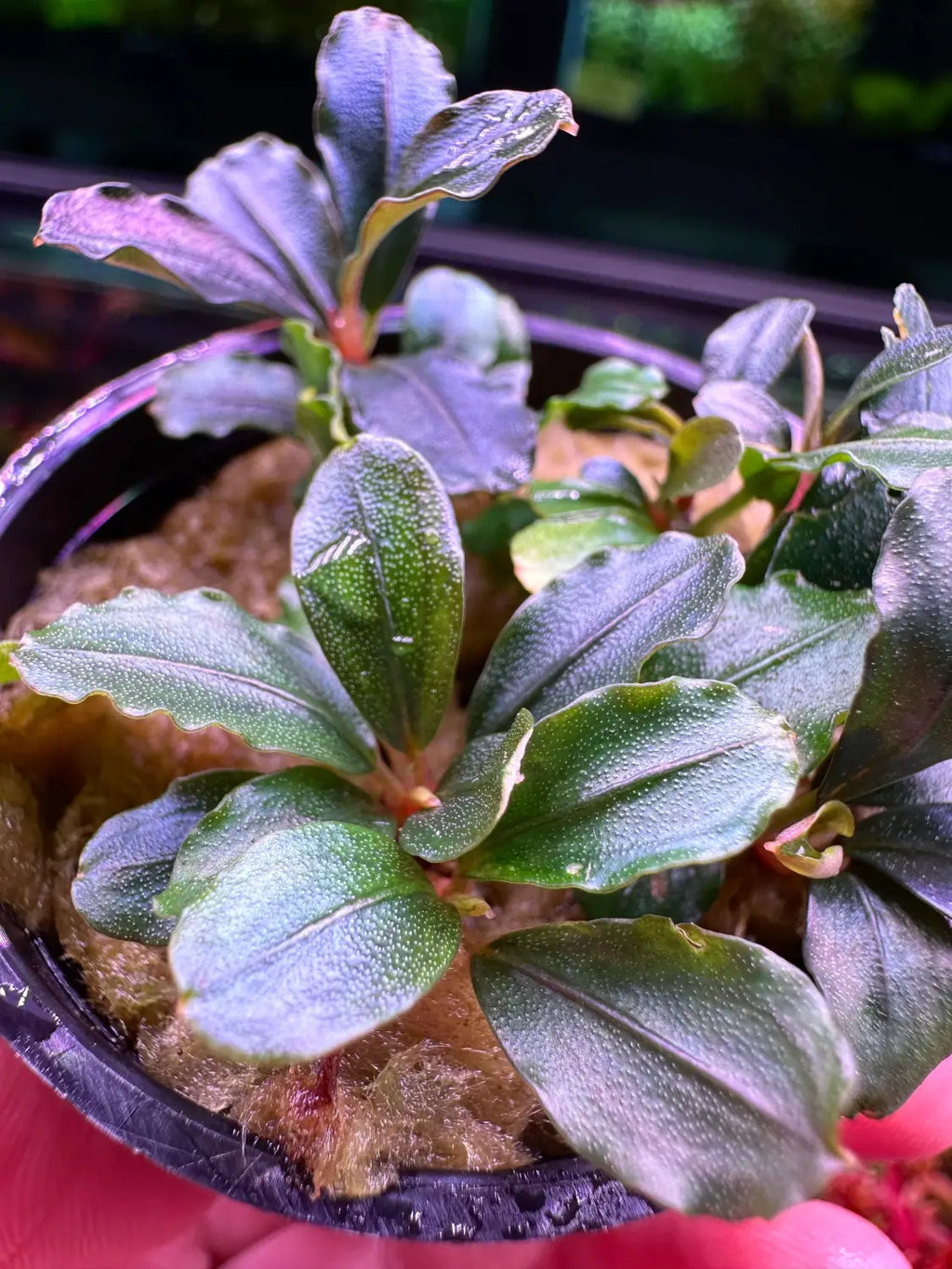 Bucephalandra Helena Compact Epiphyte for Planted Tanks | Aquatic Bucephalandra Helena Compact Epiphyte for Planted Tanks | Aquatic