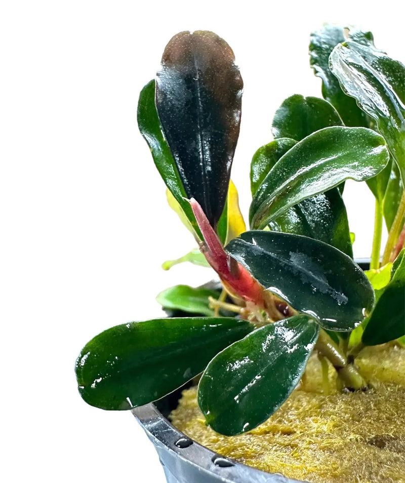 Bucephalandra Hellfire Deep Red Accents for Low Tech Tanks