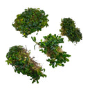 Bucephalandra Kapit: vibrant green aquatic plants with glossy leaves and roots