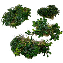 Bucephalandra Kapit: four lush dark green aquatic plants with glossy leaves and roots