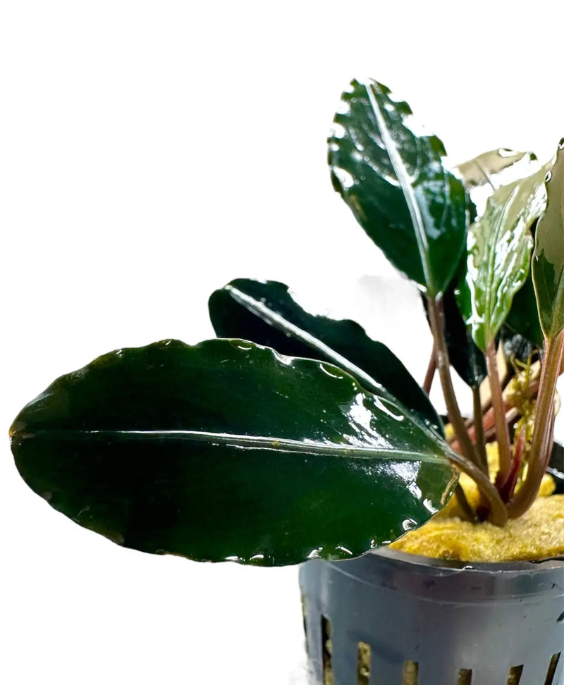 Bucephalandra Kapuas Hulu 3 Textured Low Light Rhizome | Aquatic Motiv