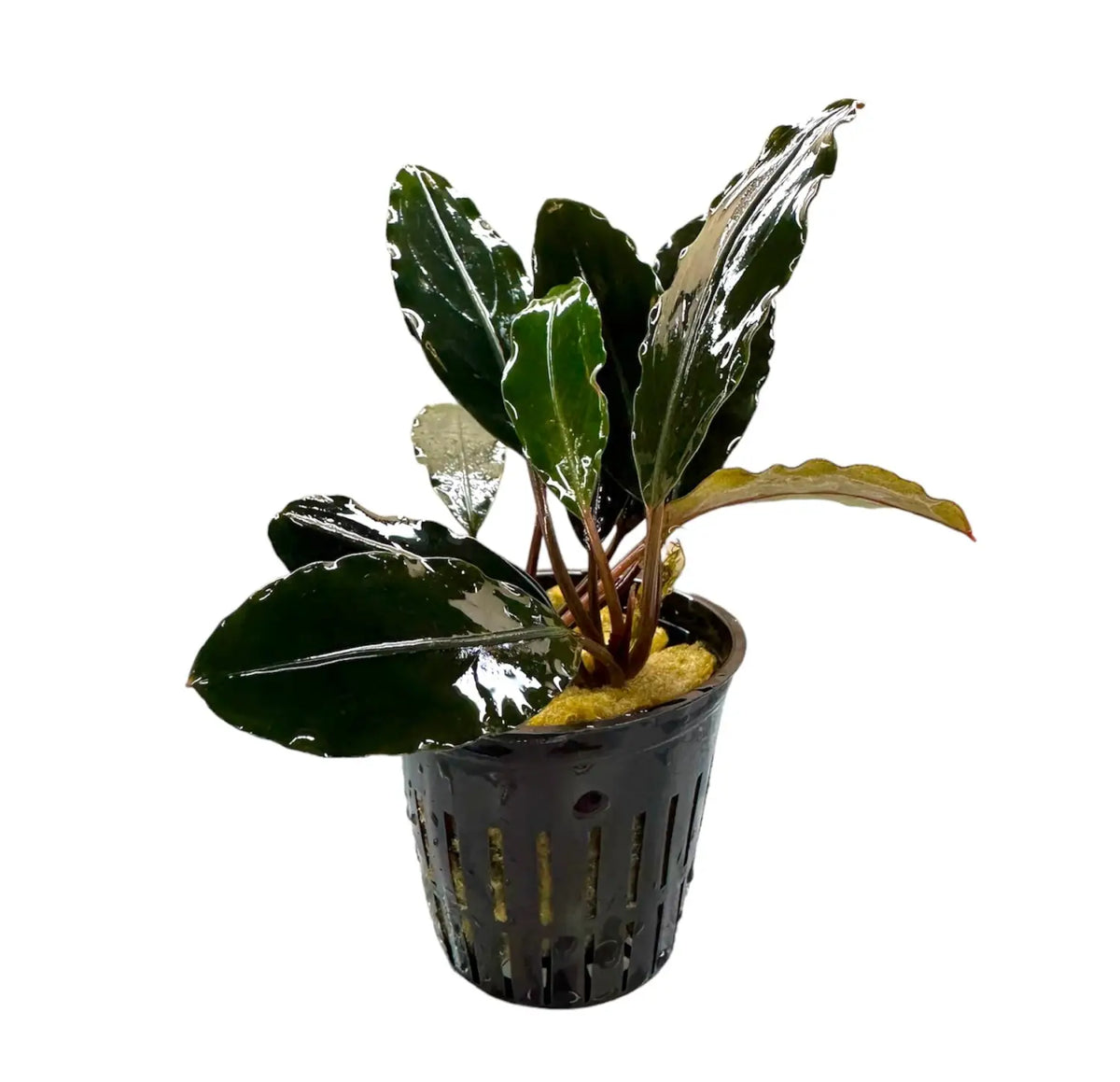 水草 Bucephalandra sp. Kapuas Hulu Bucephalandra sp. kapuas hulu - EpicAquatics