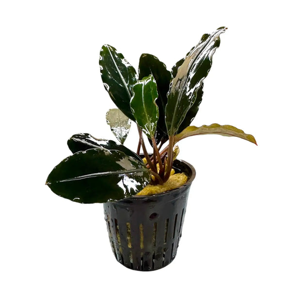 水草 Bucephalandra sp. Kapuas Hulu III Bucephalandra Kapuas Hulu 3 Textured Low Light Rhizome | Aquatic Motiv