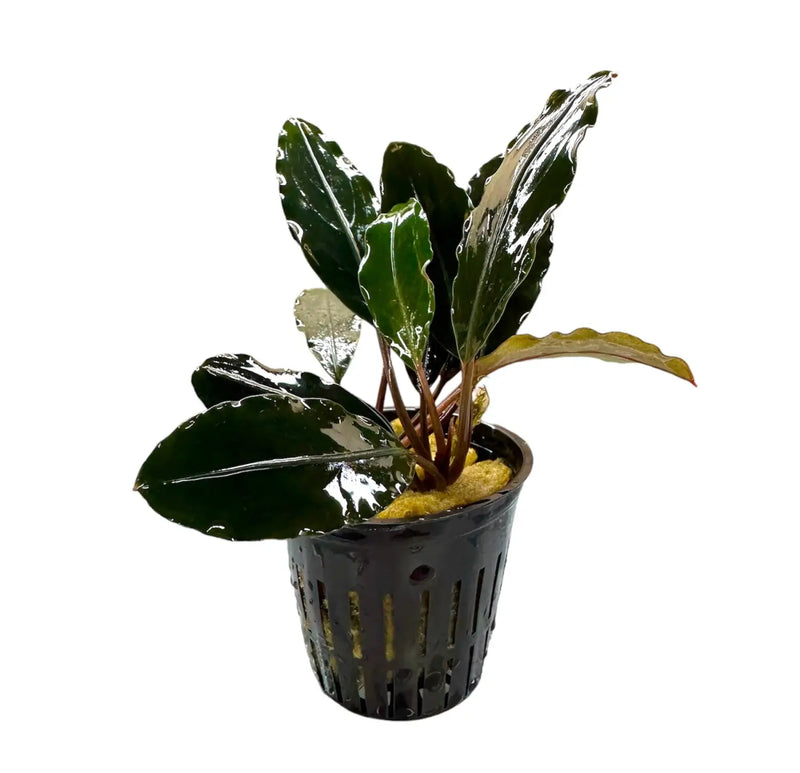 Bucephalandra Kapuas Hulu 3 Textured Low Light Rhizome | Aquatic Motiv