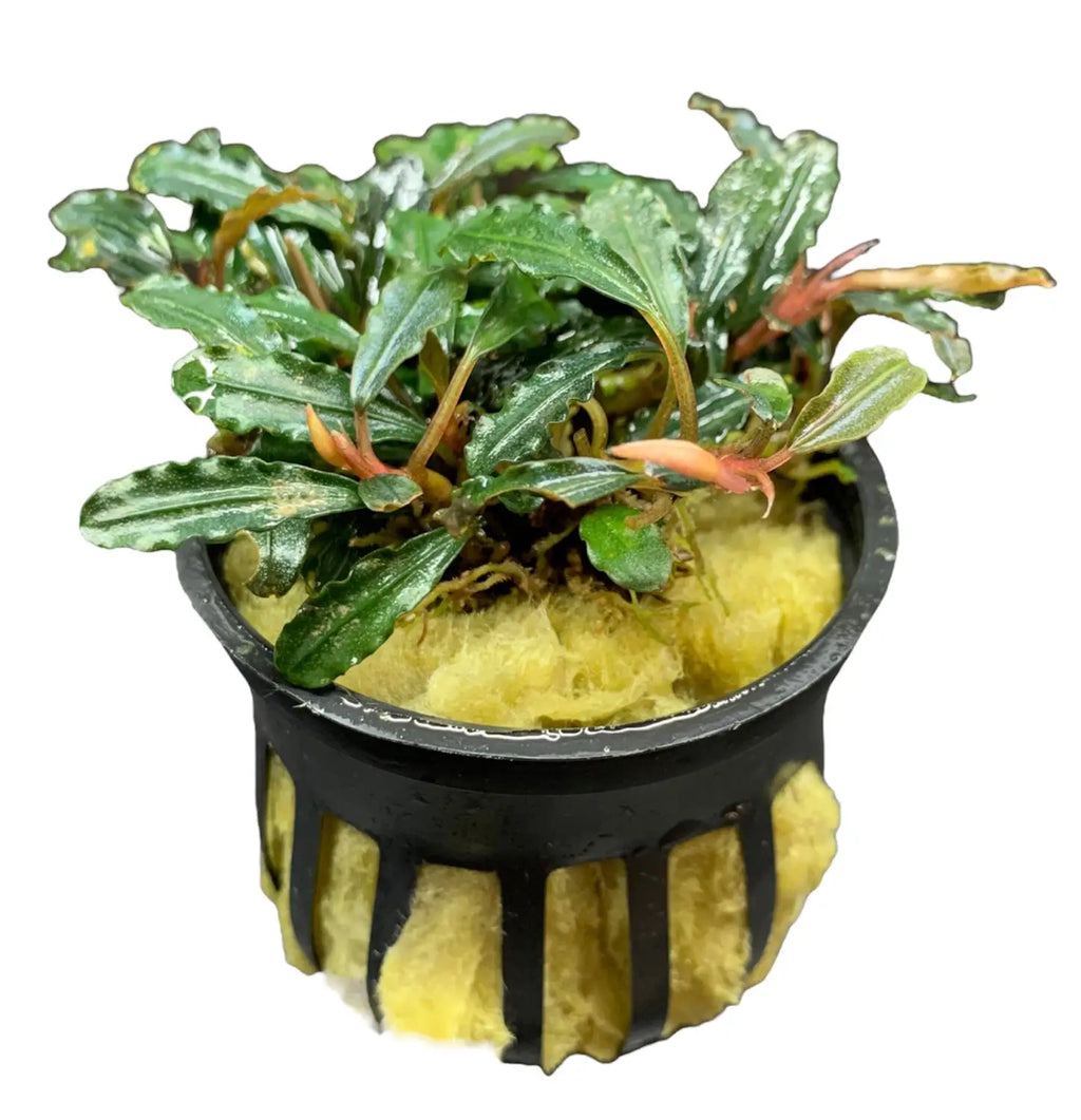 Bucephalandra Kedagang Bronze Tones for Planted Aquariums Bucephalandra Kedagang Bronze Tones for Planted Aquariums