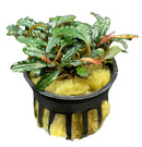 Bucephalandra Kedagang in black-yellow striped pot with green leaves