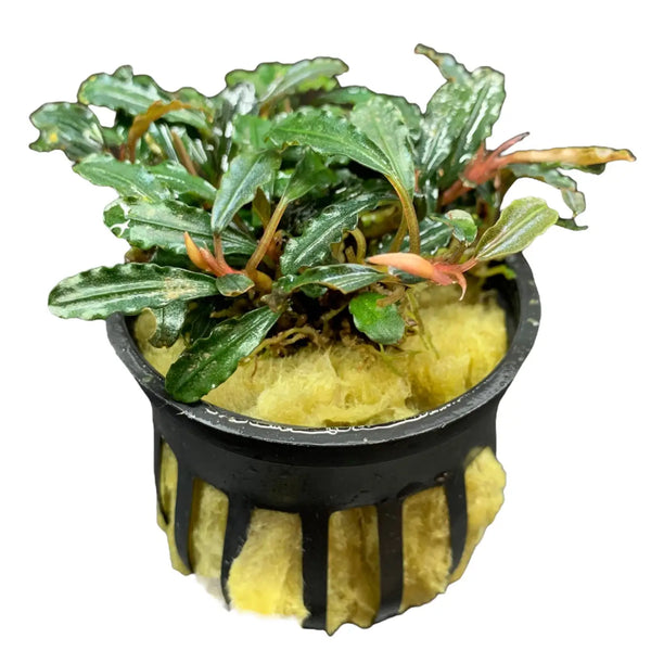 Bucephalandra Kedagang Bronze Tones for Planted Aquariums