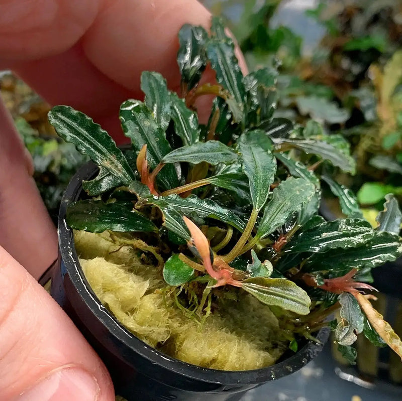 Bucephalandra Kedagang Bronze Tones for Planted Aquariums