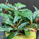 Bucephalandra Kedagang green white striped leafy plant in black pot with yellow moss