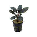 Bucephalandra King Tetana dark green aquatic plant with glossy broad leaves in a black plastic pot