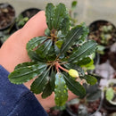 A small vibrant green bucephalandra kiroyal plant with glossy serrated leaves and a single pale yellow bud in a pot