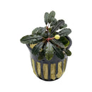 Bucephalandra kiroyal dark green aquatic plant with glossy waxy leaves and pale yellow bud in black pot with yellow sponge