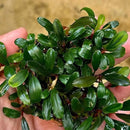 Bucephalandra lemandau aquatic plant with lush green glossy elongated leaves and reddish stems for aquarium decor