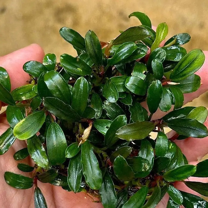 Bucephalandra Lemandau - AquaticMotiv