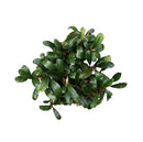 A lush vibrant green Bucephalandra Lemandau aquatic plant with glossy oval leaves and reddish brown stems