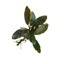Bucephalandra lemandau purple aquatic plant with dark green broad wavy leaves and reddish stem for aquariums