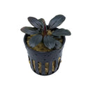 Bucephalandra mahakam aquatic plant with dark glossy leaves in a black plastic net pot for aquarium use