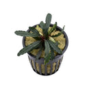Bucephalandra medusa dark green aquatic plant with variegated leaves in black plastic netted pot for aquariums