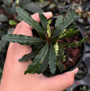 A potted bucephalandra medusa plant with dark green elongated leaves featuring wavy edges and lighter variegation