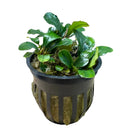 Bucephalandra Melon plant in black mossy pot with glossy green leaves