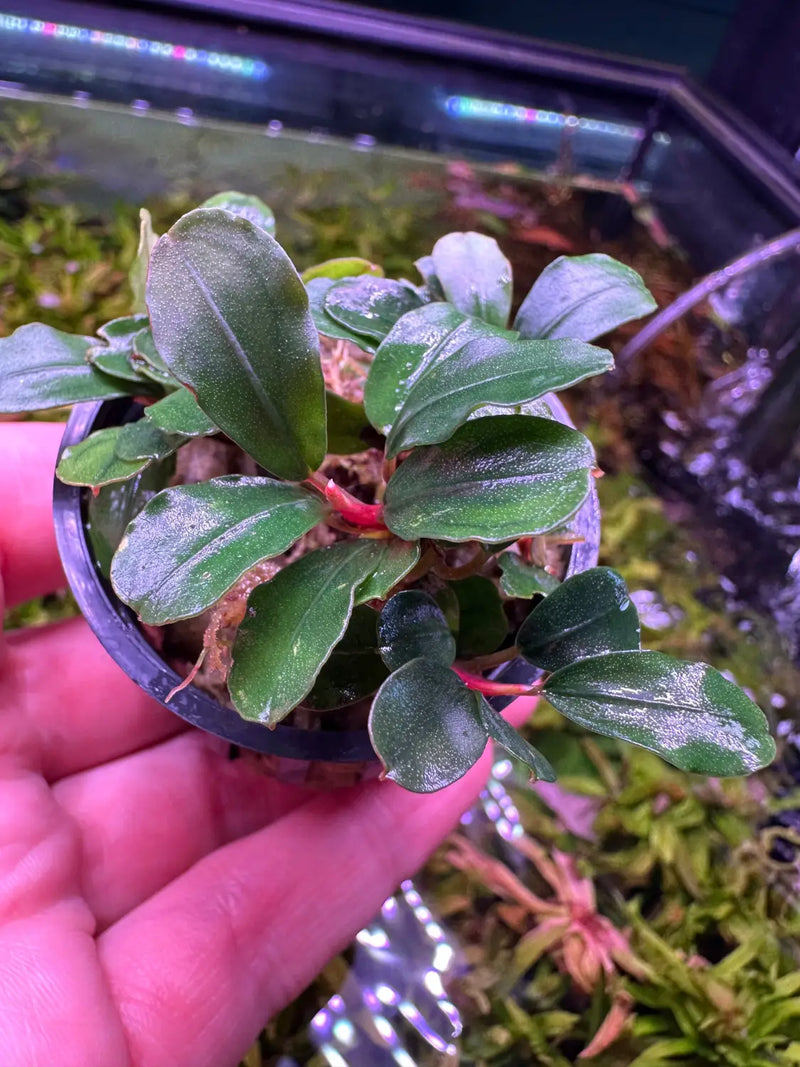 Bucephalandra Melon Broad Leaves for Gentle Flow Setups | Aquatic