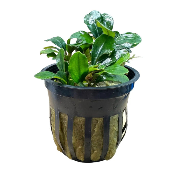 水草 Bucephalandra sp kishii Melon Bucephalandra Melon Broad Leaves for Gentle Flow Setups | Aquatic
