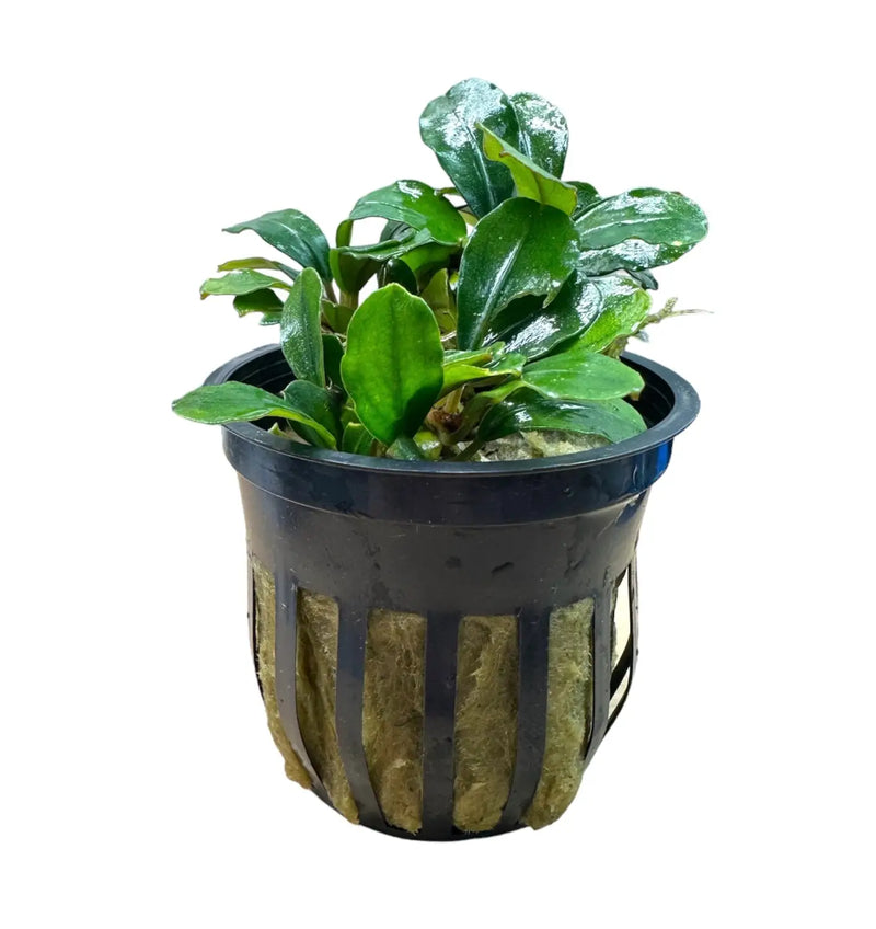 水草 Bucephalandra sp kishii Melon Bucephalandra Melon Broad Leaves for Gentle Flow Setups | Aquatic